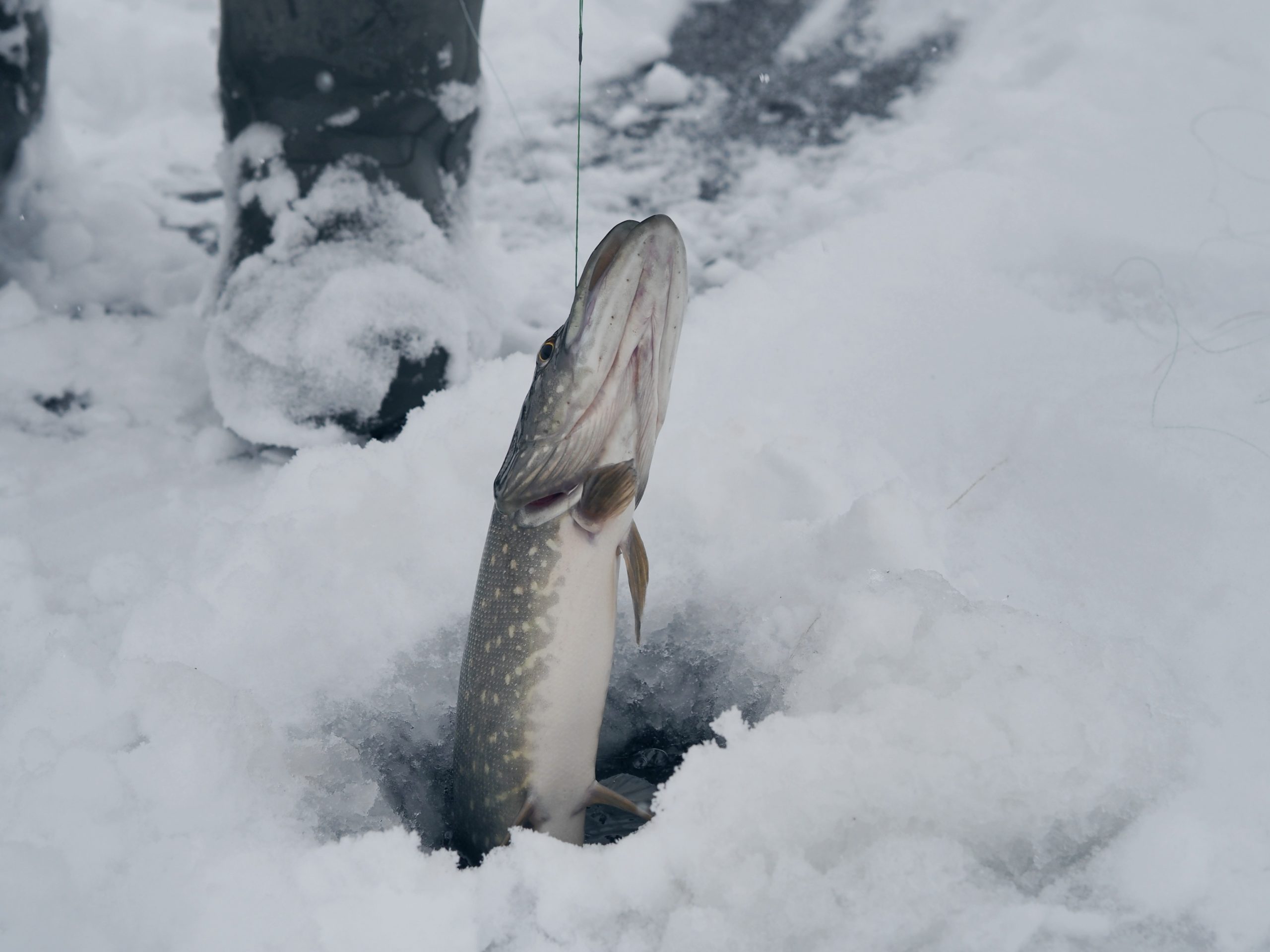 Во многих водоёмах России в апреле всё ещё можно ловить рыбу со льда — правда это не всегда безопасно